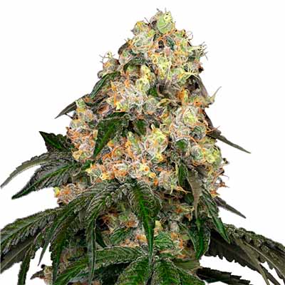 White Biscotti OG XXL > White Label Seeds | Feminized Marijuana   |  Indica