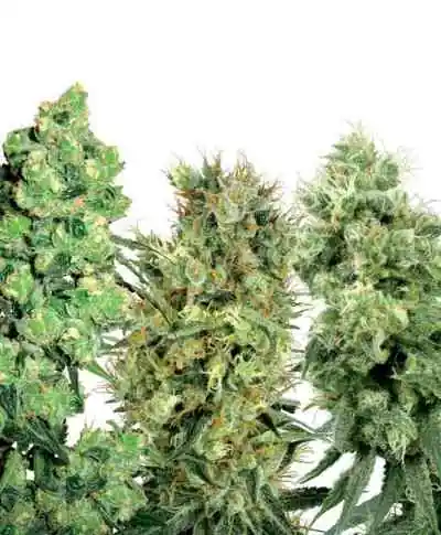 White Label Mix > White Label Seeds | Graines Régulieres  |  Hybride