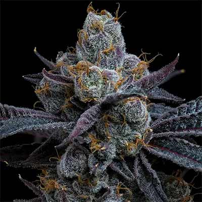 White Runtz > Barney\'s Farm | Feminized Marijuana   |  Hybrid