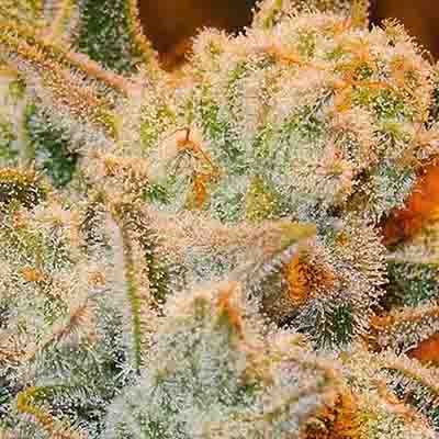 White Runtz > Anesia Seeds | Feminisierte Hanfsamen  |  Hybrid