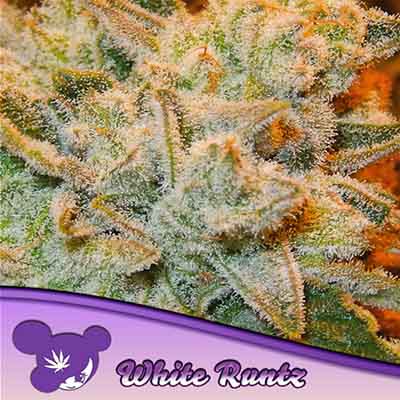 White Runtz > Anesia Seeds | Feminized Marijuana   |  Hybrid