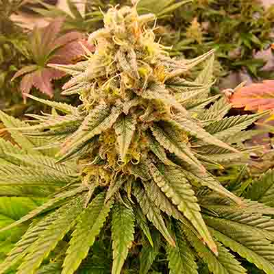 White Runtz > Anesia Seeds | Feminized Marijuana   |  Hybrid