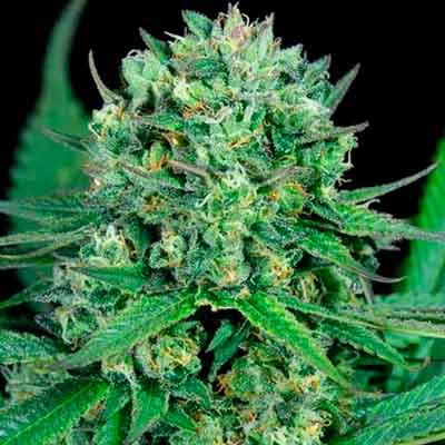 White Serpent > Elev8 Seeds | Feminisierte Hanfsamen  |  Hybrid