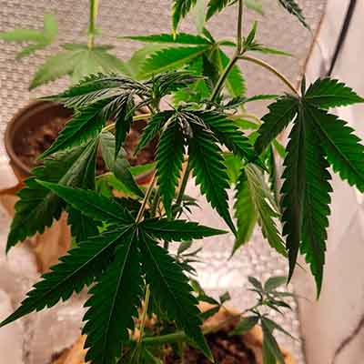 White Serpent > Elev8 Seeds | Feminisierte Hanfsamen  |  Hybrid