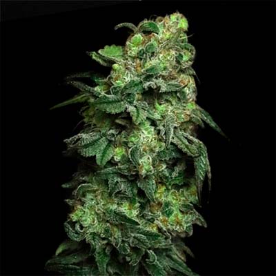 White Serpent > Elev8 Seeds | Feminisierte Hanfsamen  |  Hybrid