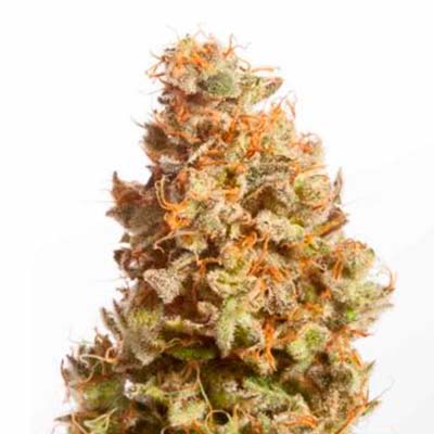 White Serpent > Elev8 Seeds | Feminized Marijuana   |  Hybrid