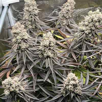 White Truffle > Linda Seeds | Feminisierte Hanfsamen  |  Sativa