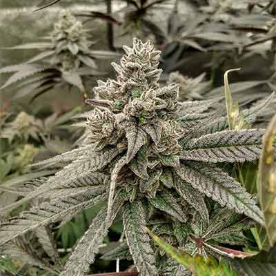 White Truffle > Linda Seeds | Feminisierte Hanfsamen  |  Sativa