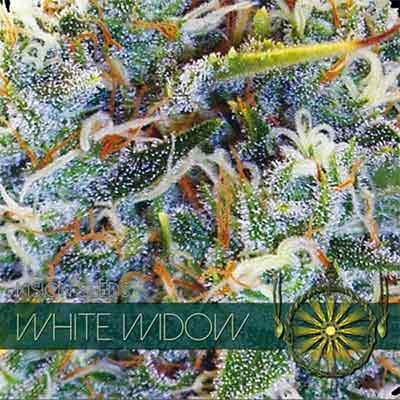 White Widow > Vision Seeds | Feminisierte Hanfsamen  |  Hybrid