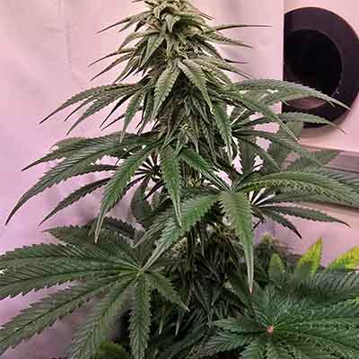 White Raspberry Truffle > Original Sensible Seeds | Feminized Marijuana   |  Indica