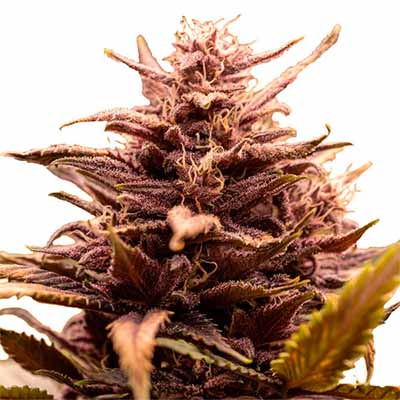 White Raspberry Truffle > Original Sensible Seeds | Feminized Marijuana   |  Indica