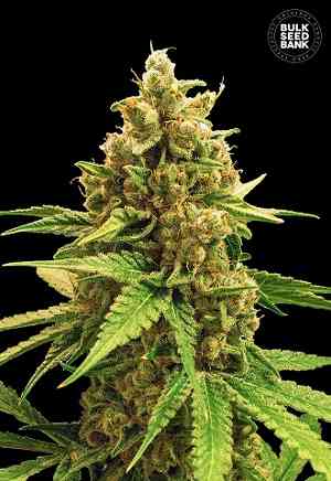 Buy Winning Cake Marijuana Seeds By Bulk Seed Bank Online