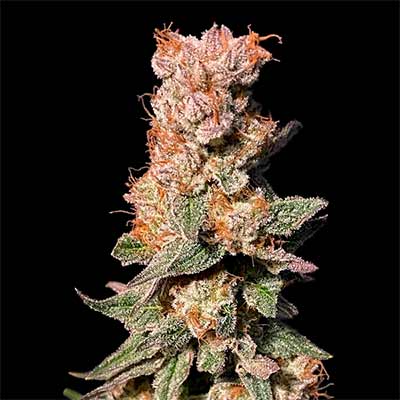 Xhale > Elev8 Seeds | Feminized Marijuana   |  Hybrid