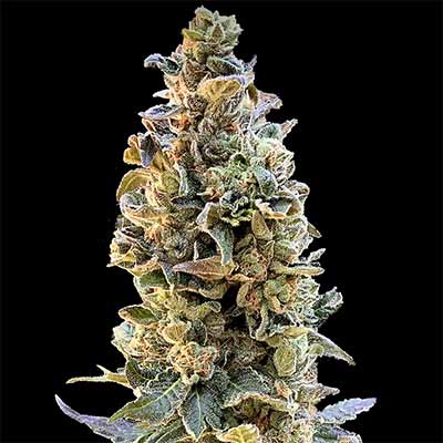 XTC OG > Elev8 Seeds | Feminized Marijuana   |  Hybrid