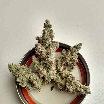 XTC OG > Elev8 Seeds | Feminized Marijuana   |  Hybrid