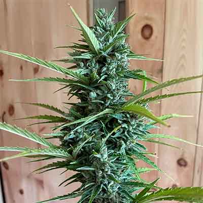 Yuhbary > Anesia Seeds | Feminisierte Hanfsamen  |  Hybrid