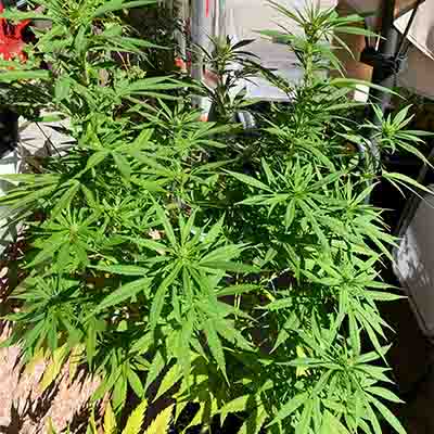 Yuhbary > Anesia Seeds | Feminized Marijuana   |  Hybrid