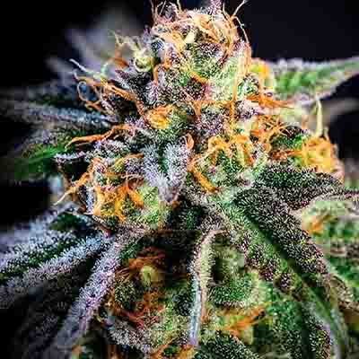 Yuhbary > Anesia Seeds | Feminized Marijuana   |  Hybrid