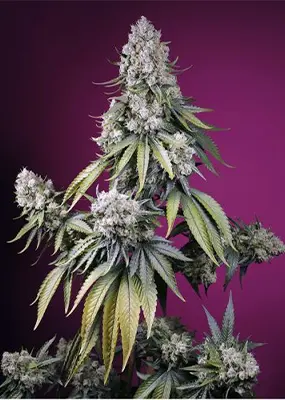 Z Valley Auto > Positronics | Autoflowering Hanfsamen  |  Hybrid