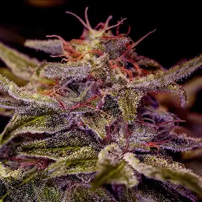 Z Valley Auto > Positronics | Autoflowering Cannabis   |  Hybrid