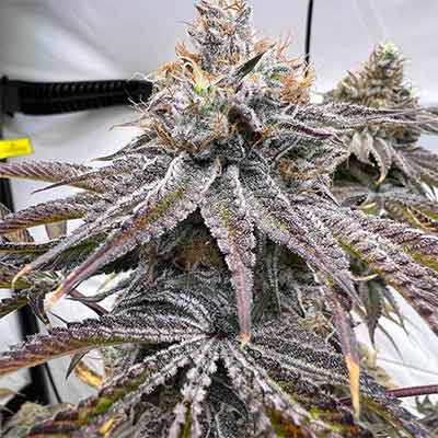 Zapplez 2.0 > Conscious Genetics | Feminisierte Hanfsamen  |  Hybrid