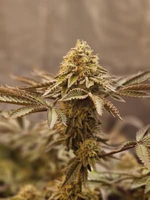 Zerberry > Grounded Genetics | Feminisierte Hanfsamen  |  Hybrid