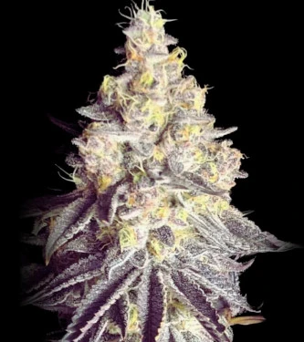 Zerbert Smoothie > The Plug Seedbank | Feminized Marijuana   |  Hybrid