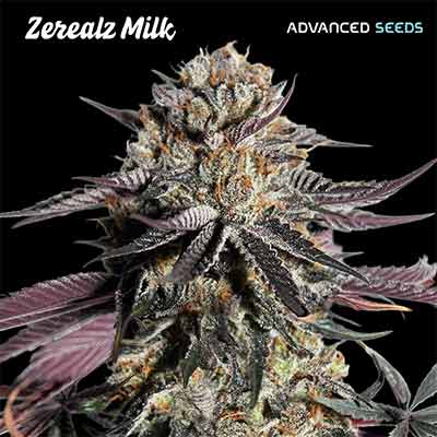 Zerealz Milk > Advanced Seeds | Graines Féminisées  |  Hybride