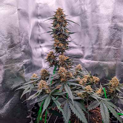 Zkittlez Auto > Kannabia Seeds | Graines Autofloraison  |  Hybride