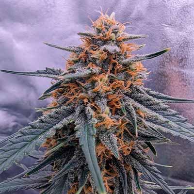 Zkittlez Auto > Kannabia Seeds | Graines Autofloraison  |  Hybride