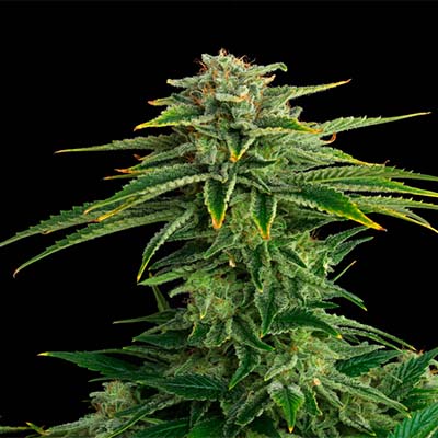 Zkittlez > Kannabia Seeds | Feminized Marijuana   |  Indica