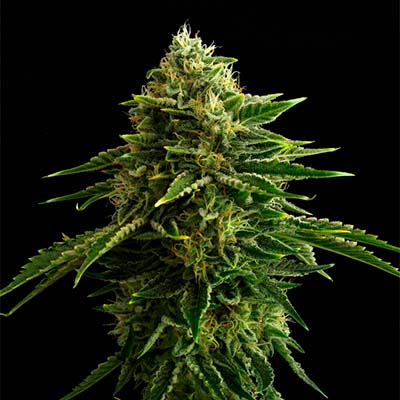 Zkittlez > Kannabia Seeds | Feminized Marijuana   |  Indica