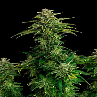 Zkittlez > Kannabia Seeds | Feminized Marijuana   |  Indica