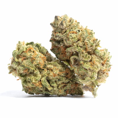 Zkunk > Grounded Genetics | Feminized Marijuana   |  Hybrid