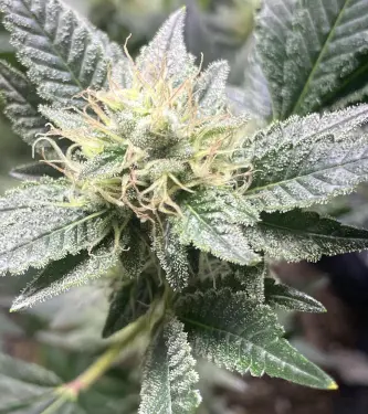 Zoomiez > Anesia Seeds | Feminized Marijuana   |  Hybrid