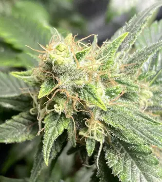 Zoomiez > Anesia Seeds | Feminized Marijuana   |  Hybrid