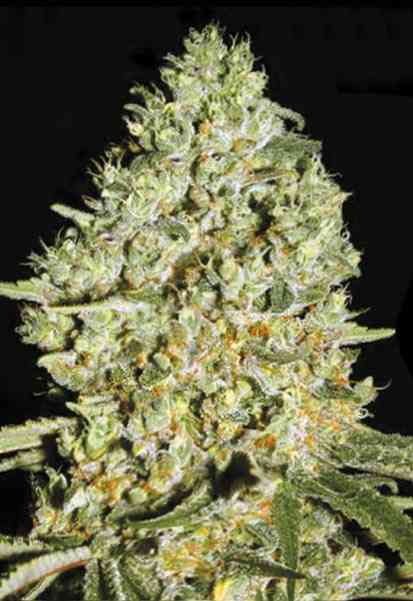 Guerilla Glue Strain  Bulk Seed Bank ▷ THC >20% !