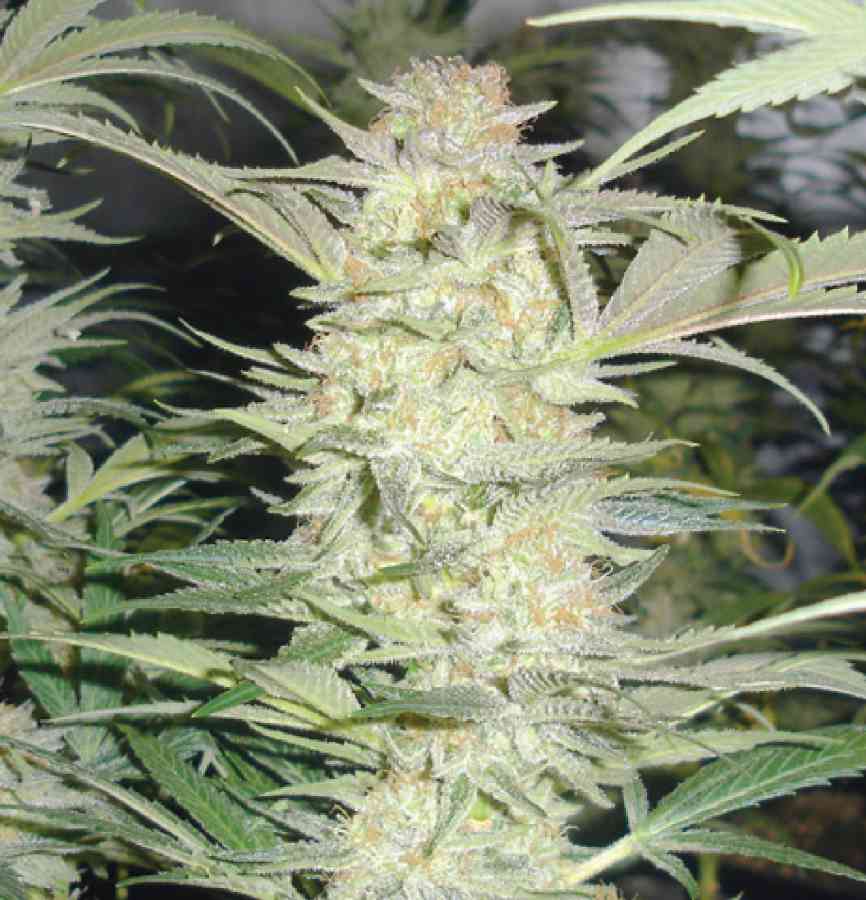 White Widow strain > Medical Seeds Co. THC 15-20%