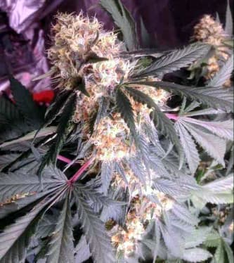 Amnesia Haze Strain > Soma Seeds THC > 20%