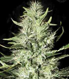 Perfect Power Plant Strain Bulk Seed Bank Thc 15 20