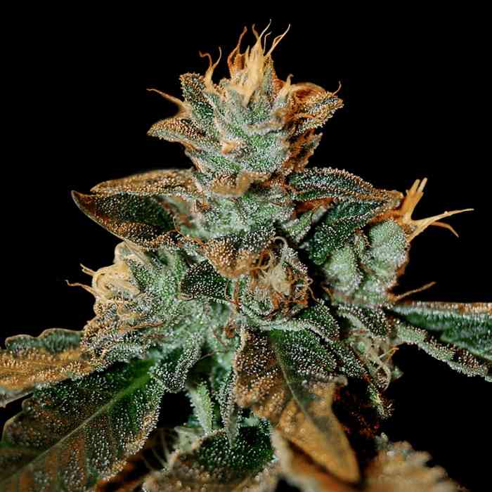 Cataract Kush Strain Dna Genetics Thc 15 20