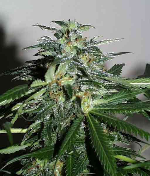 Cyber Cristal strain > KC Brains ▷ THC 15-20%