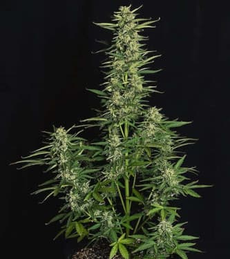 Auto Epsilon F1 Seeds > Royal Queen Seeds THC 15-20%