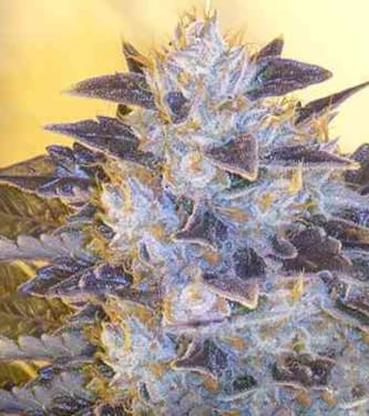 Grape OG strain THC 15-20% > The Cali Connection Seeds