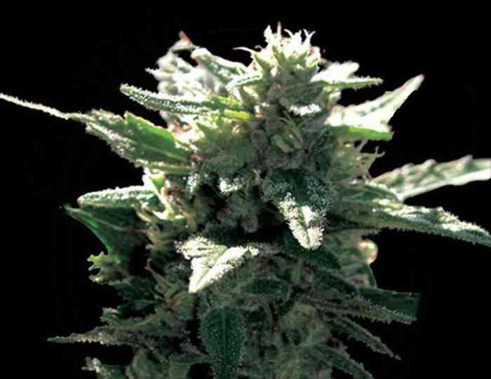 Dama Blanca - Strain Information - CannaConnection