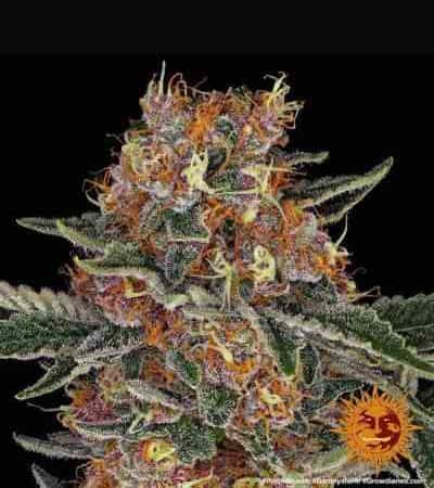 Purple Punch Strain | Barneys Farm Seeds | THC > 20%