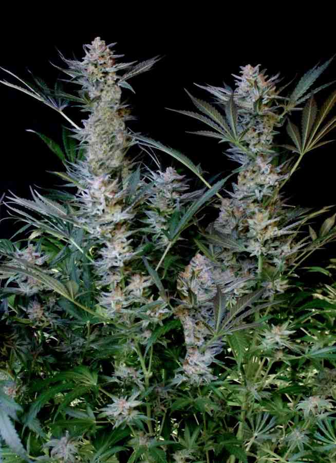 Radical Auto semillas autoflorecientes de Absolute Cannabis Seeds