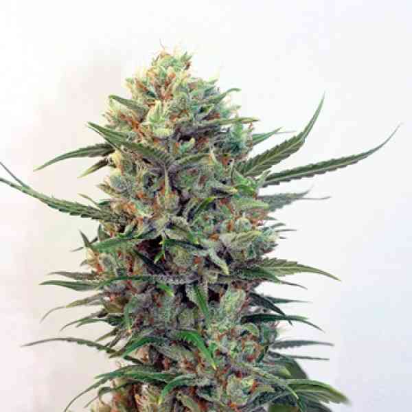 Toxic Feminized Cannabis Seeds