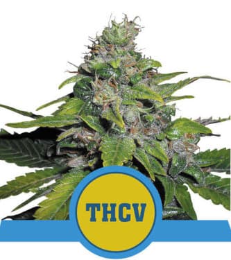 Royal THCV Strain > Royal Queen Seeds THC+THCV --> 7%