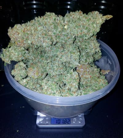 Stardawg Strain > Fast Buds Company THC >20%